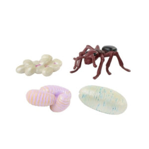 Insect Lore